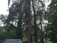 20180609 Schwarzwald (46c)